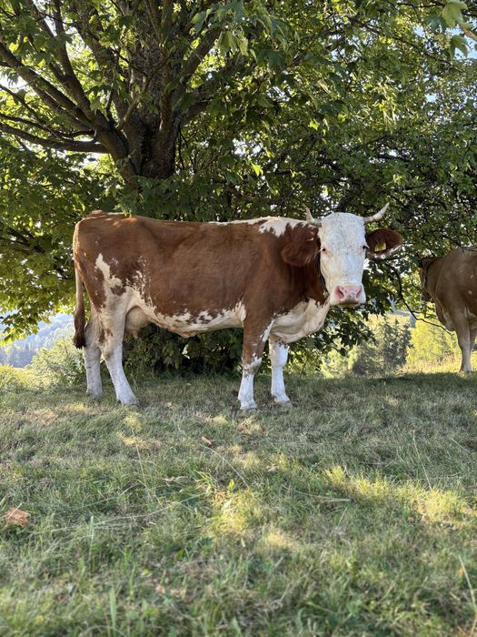 Vând vaca de 10 ani