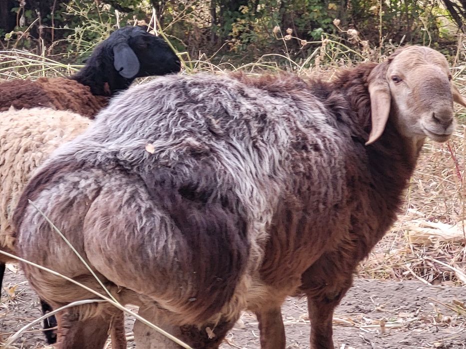 Қошқар Арашан  пародасы   2,3 ай