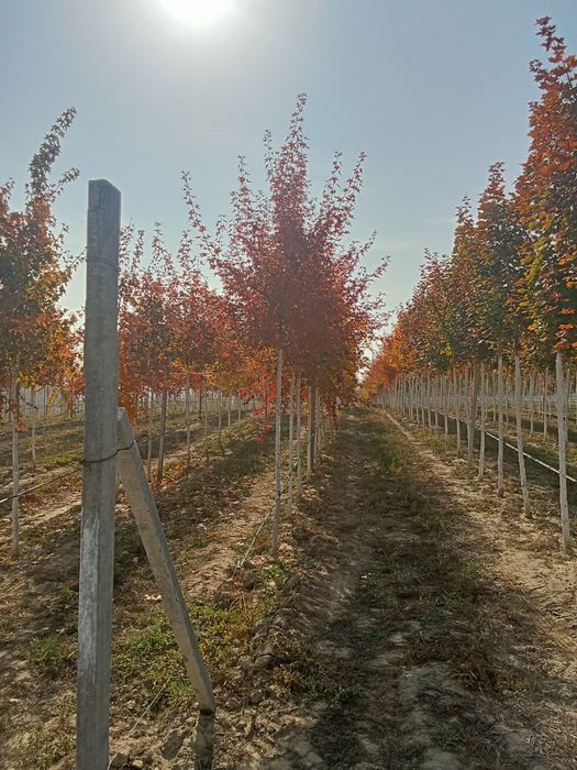 Клен краснолисный