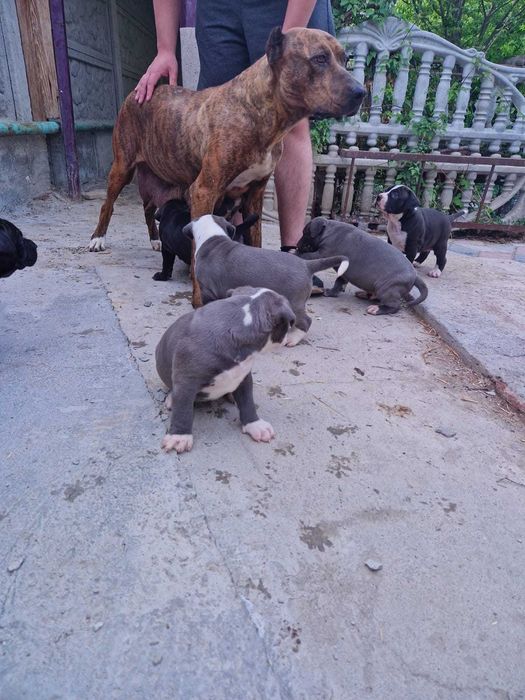Продам щенков кубинский питбуль.