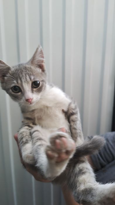 Отдам котёнка, мальчик