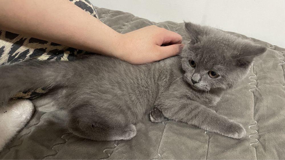 котёнок британка