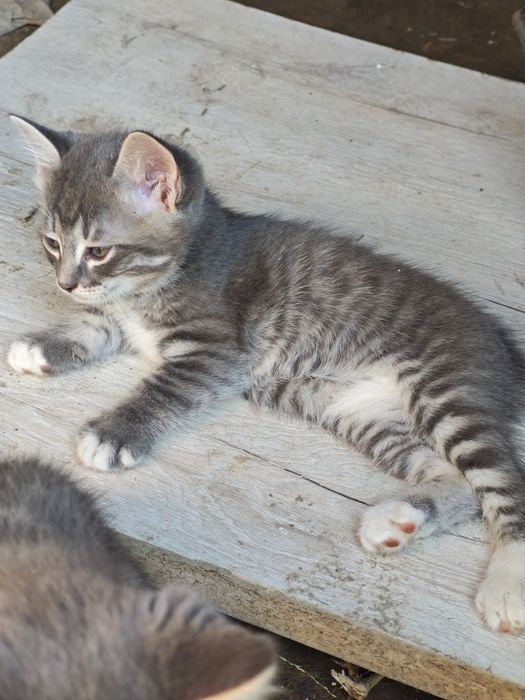 Отдам котят в добрые руки.