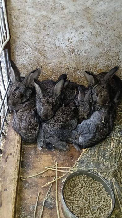 Vând iepurași drăgălași și sănătoși