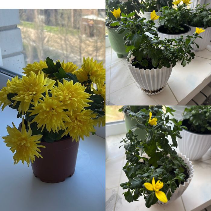 Хризантемы.  комнатные цветы