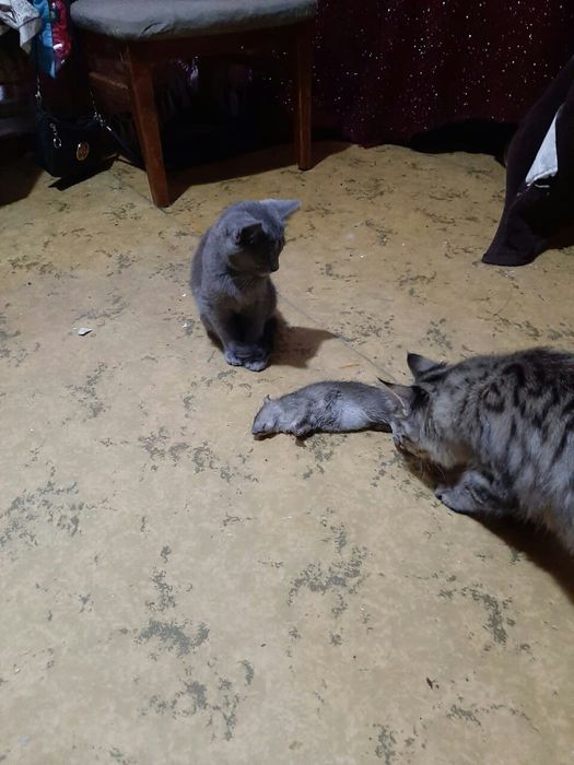 Кошечка мышелов.2.5мес.