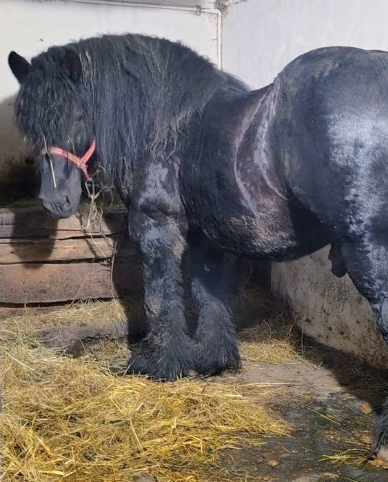 Armasar ardenez de vanzare sau schimb