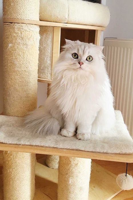 Baiat SUPERB  Scottish fold cu pedigree wcf