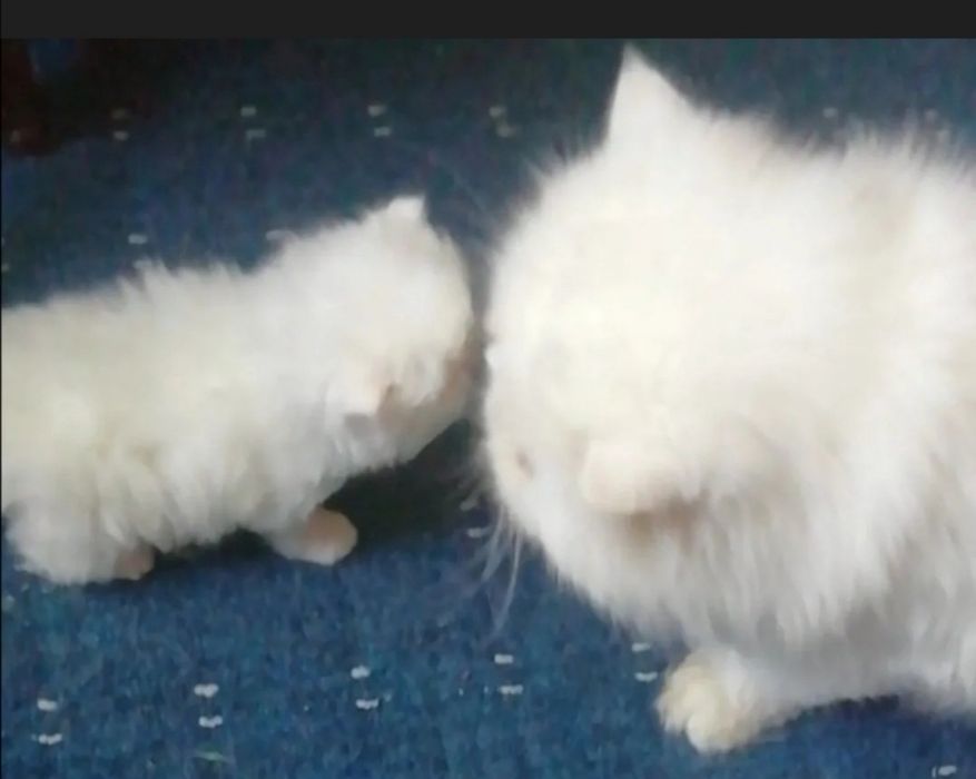 Персидские котята