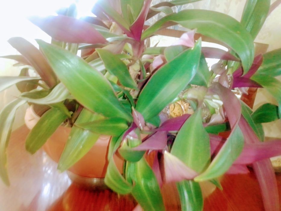 Продам комнатную мяту