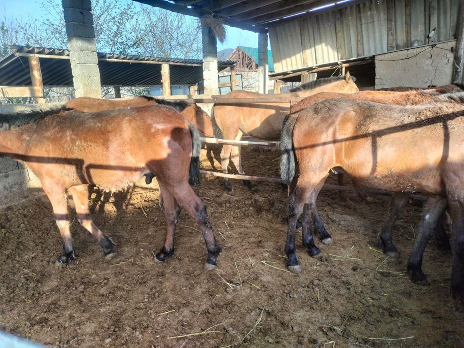 Бордақыланған дайын саудасы бар