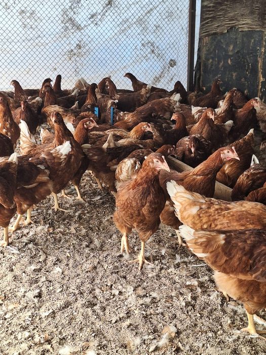 Малодки Ломан Браун