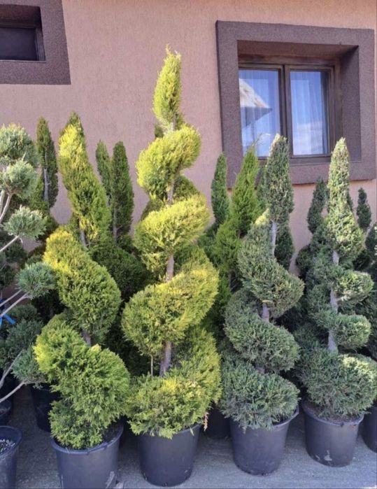 Leylandii, tuia spirala, tuia pe tija