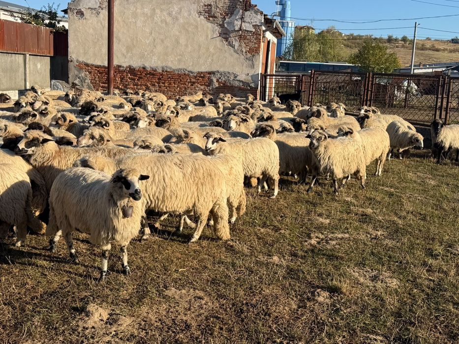 Oi Țurcane de vânzare!!!
