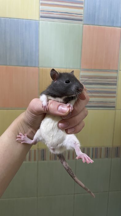 Продам ручных крысят