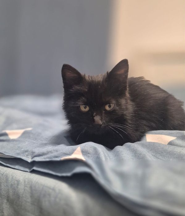 Котенок в добрые руки