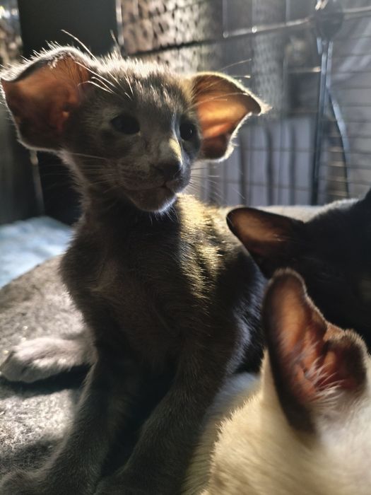 Ориентальные котята экстрим