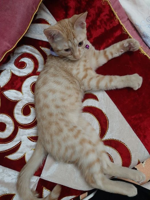 рыжая кошка(девочка)