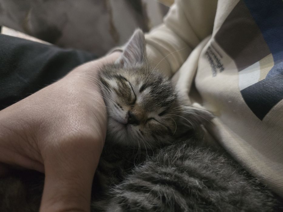 Котенок мальчик 4 месяца