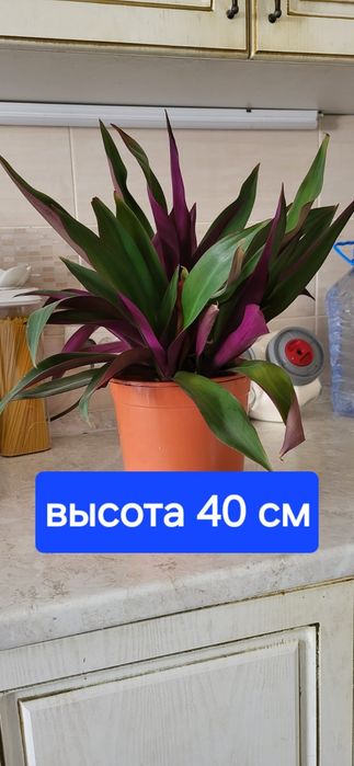 Продам комнатные цветы