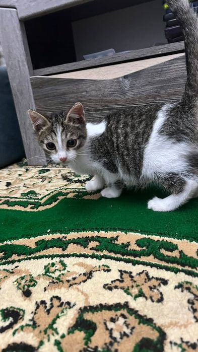 Котёнок в добрые руки