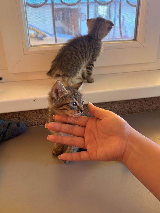 Котята Кошка Актобе В добрые руки