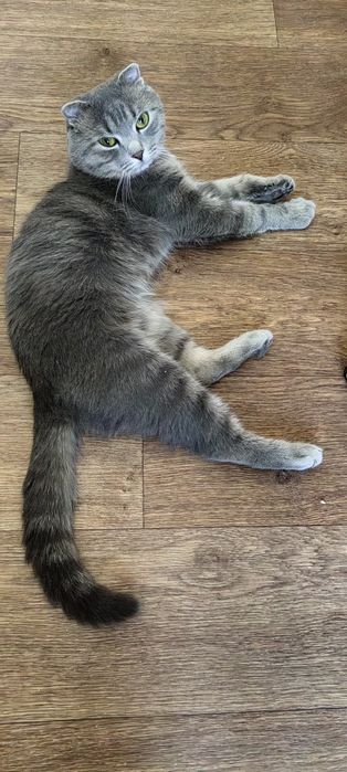 Шотландский вислоухий кот
