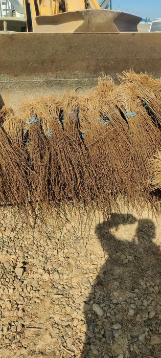 Puieți de salcâm frasin paltin fag carpen mesteacăn tei brad pin molid