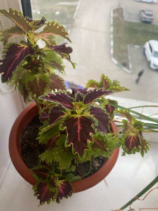 Комнатные цветы разные