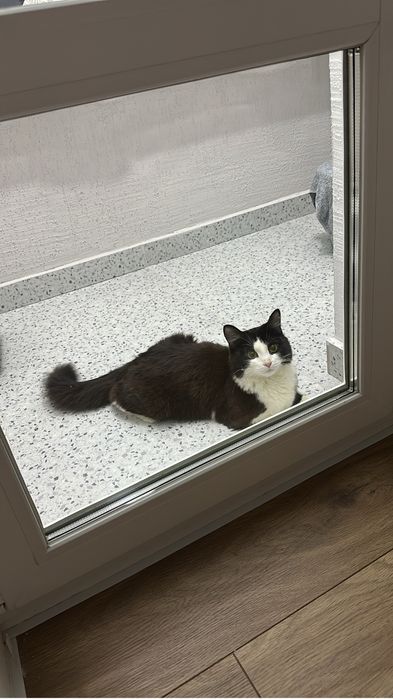 Кошка срочно в добрые руки