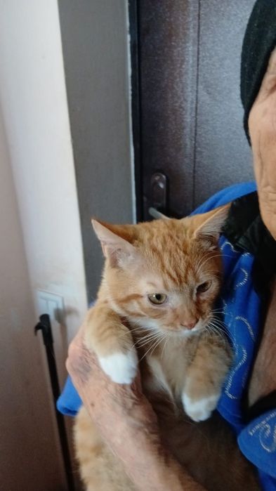 Отдам котика в добрые руки