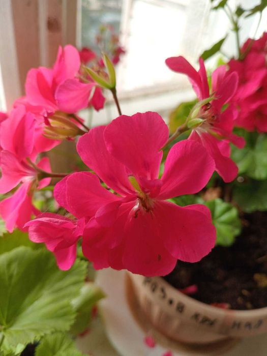 черенки плющелистной герани