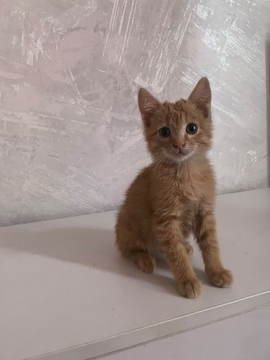 Отдам котят в хорошие, добрые руки.