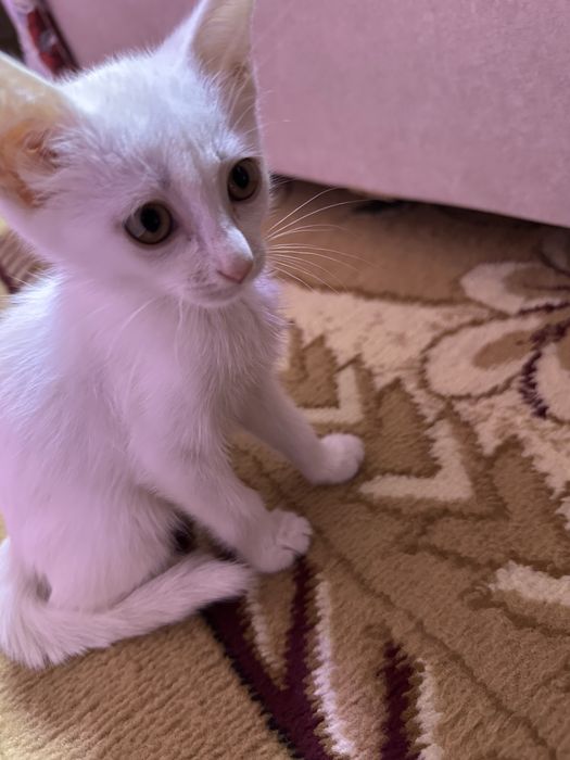 Turk angorasi oq mushuk sotiladi qiz 3 oylik