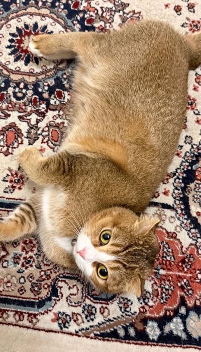 Шотландская кошечка ищет пару