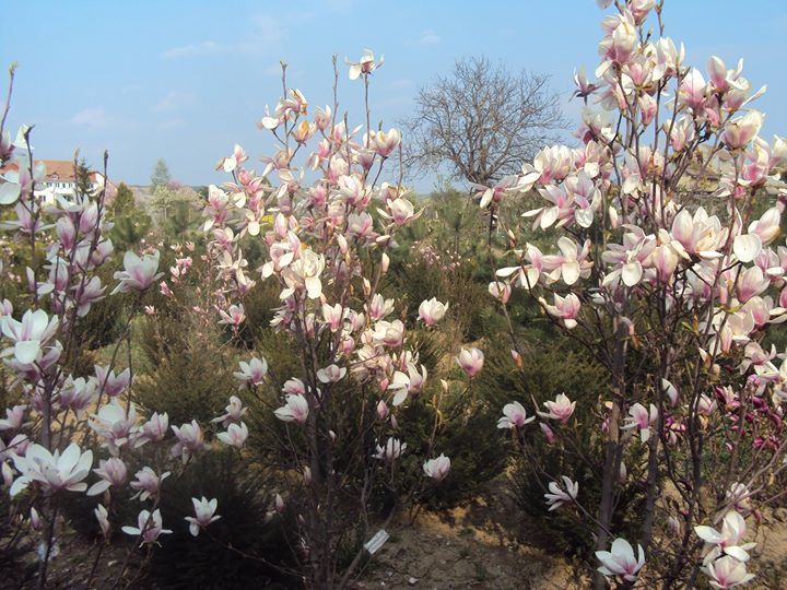 Magnolia soulagena