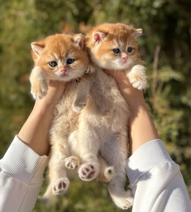 Приглашает на вязку