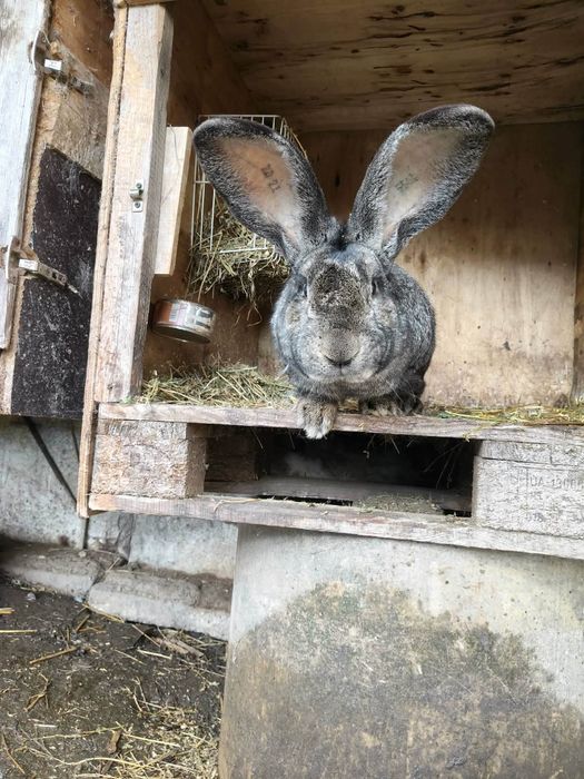 Vând iepuri maturi și pui