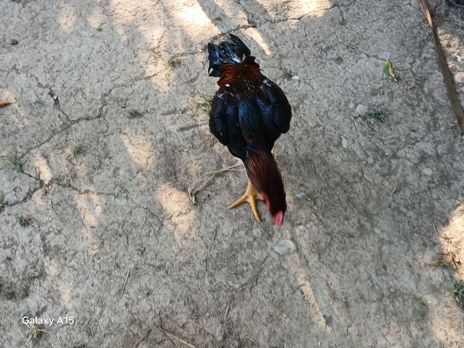 Xoʻrozlar shamo dekabrniki