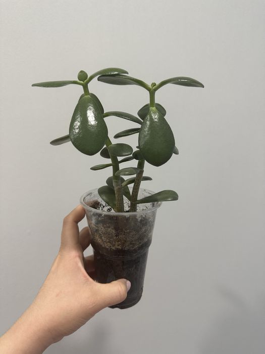 отростки денежного дерева