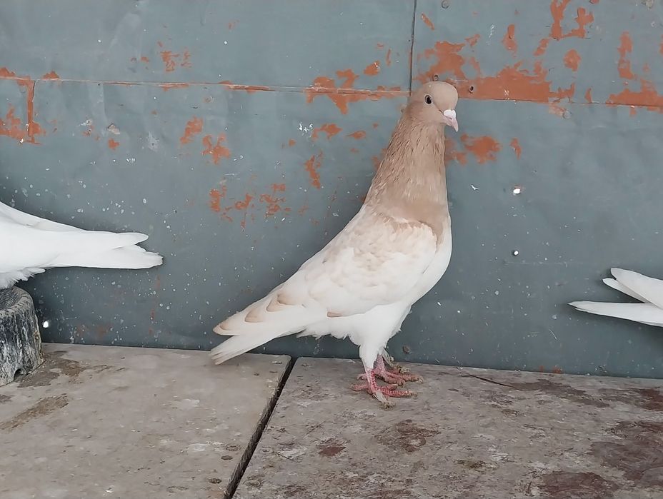 Жёлтоголовый Голубь.