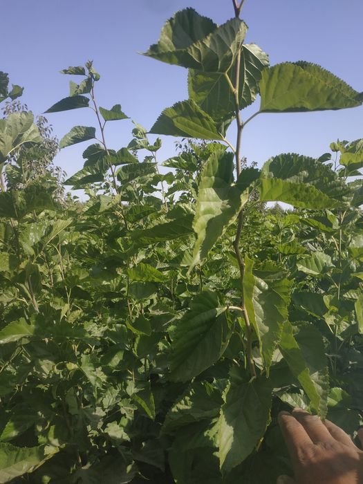 Tut kuchatlari kelishilgan narxda