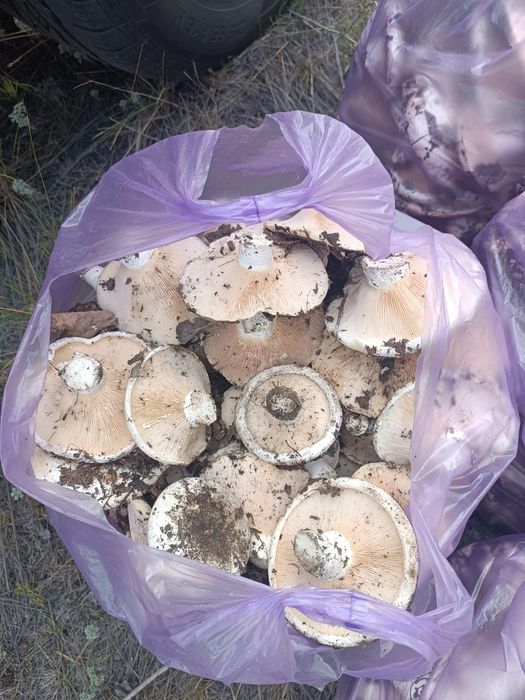 Продам грибы грузди, свежие собранные.