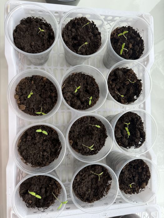 Рассада помидор 28 ростков