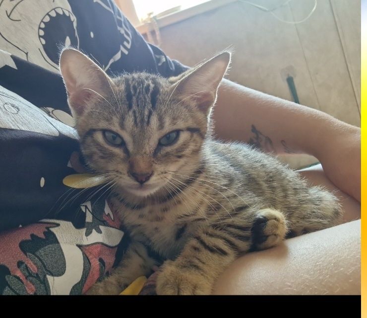 Котёнок наполовину бенгал