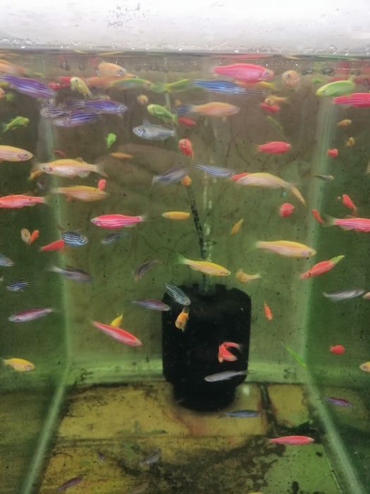 Декоративни рибки