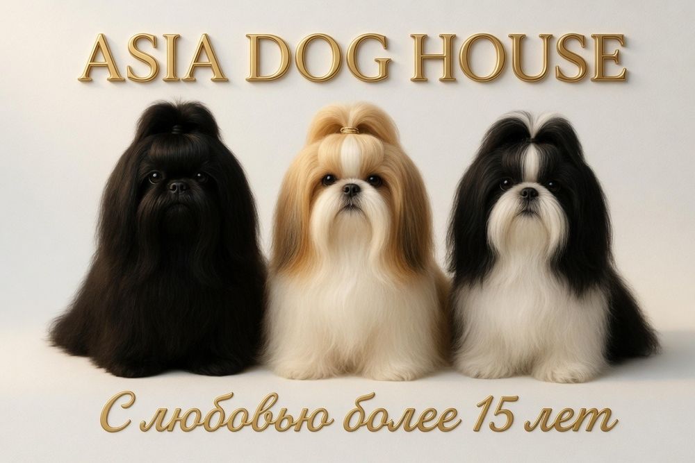 «Baby face, пухлые лапки и любовь на всю жизнь. Щенки  от Asia Dog Hou
