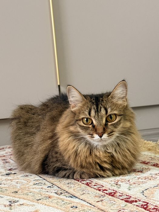 кошка стерилизованная