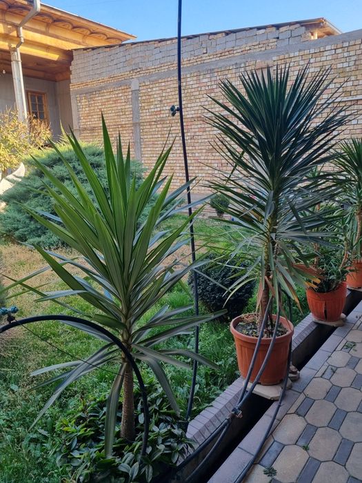 Gullar Sotiladi Xolati Yaxshi