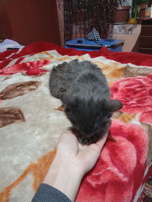 500 минг Кам йук